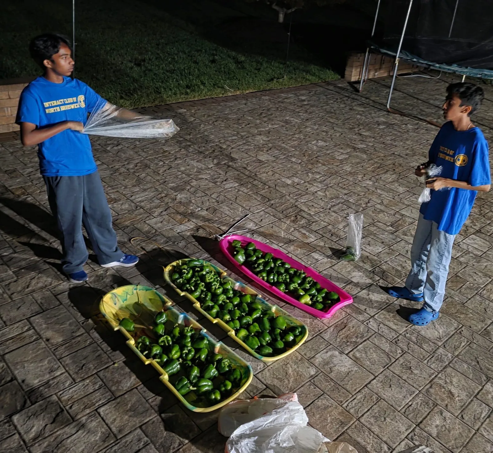 Two club members bagging green peppers from trays at night
